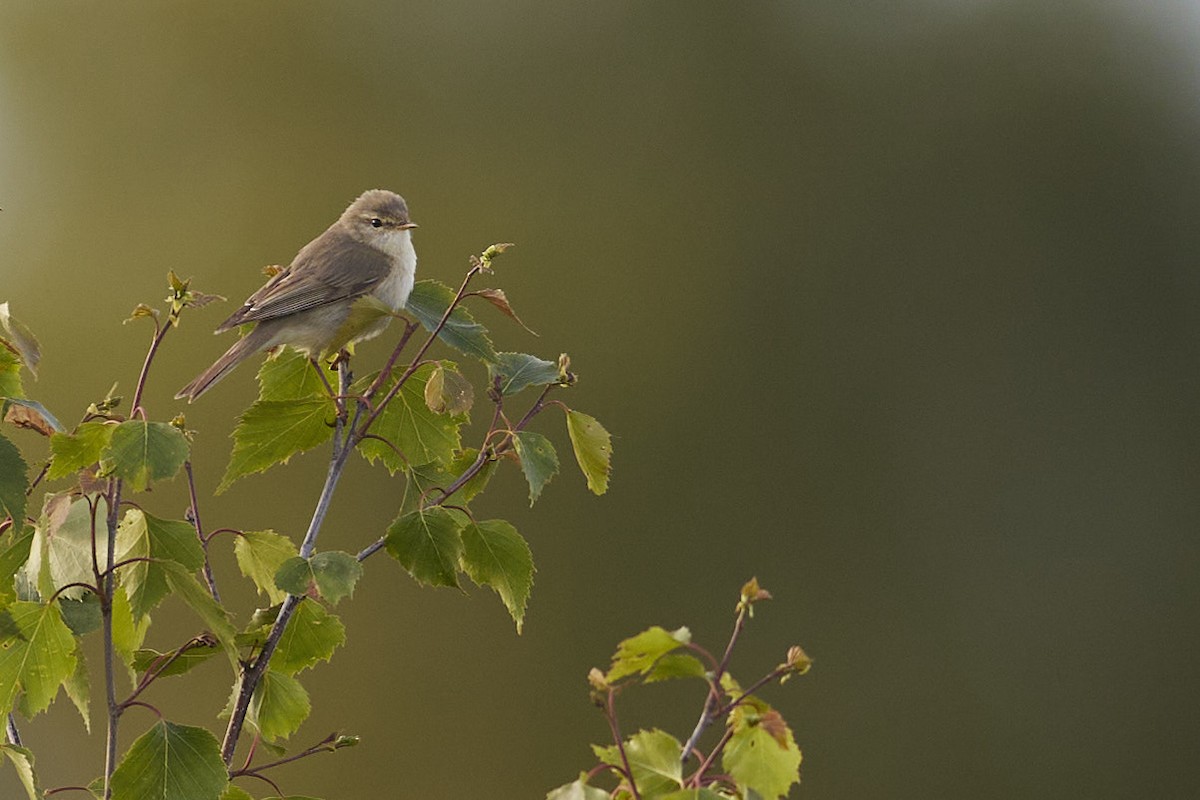 Willow Warbler - ML619642029