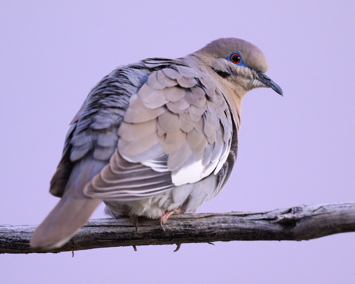 White-winged Dove - Sean Crockett