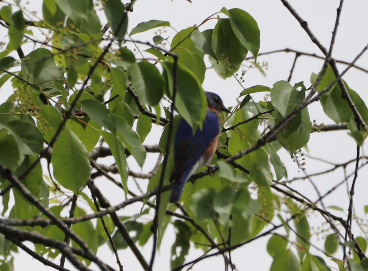 Eastern Bluebird - MA 2