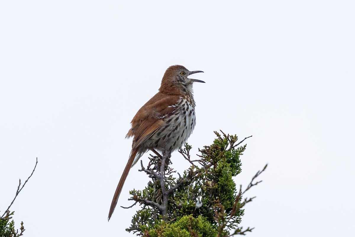 Brown Thrasher - Stinky Bird