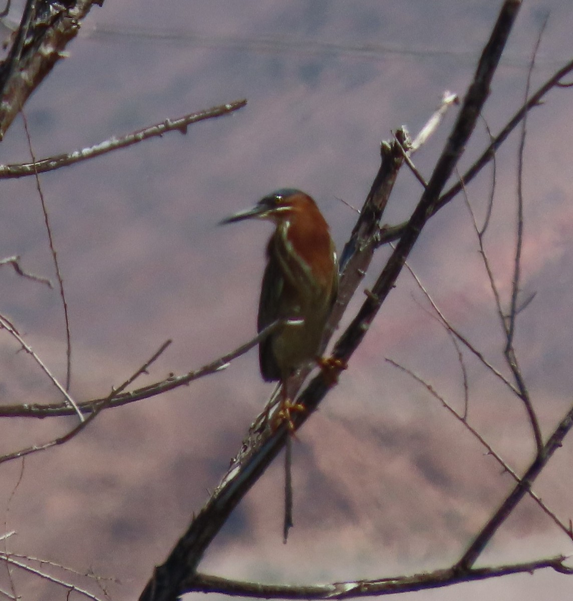 Green Heron - Cathy Olson