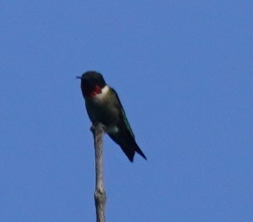 Ruby-throated Hummingbird - ML619642048