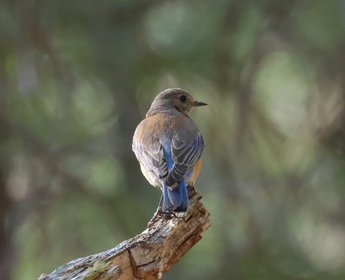 Western Bluebird - Jeffrey Thomas