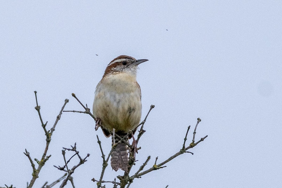 Carolina Wren - Stinky Bird