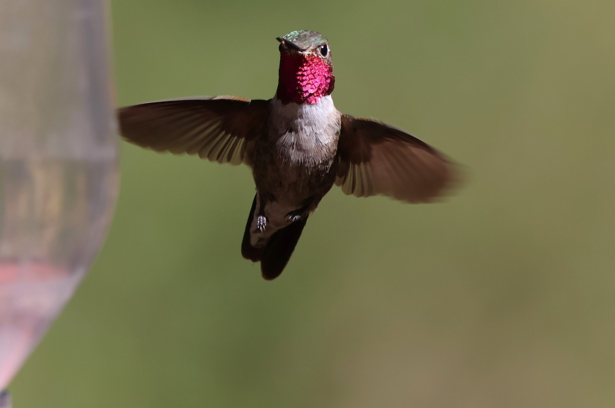 Broad-tailed Hummingbird - Tricia Vesely