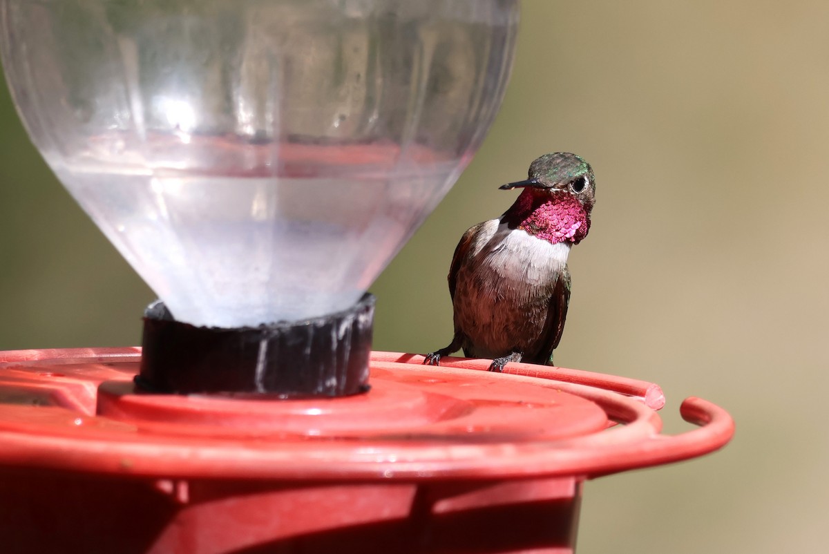 Broad-tailed Hummingbird - Tricia Vesely