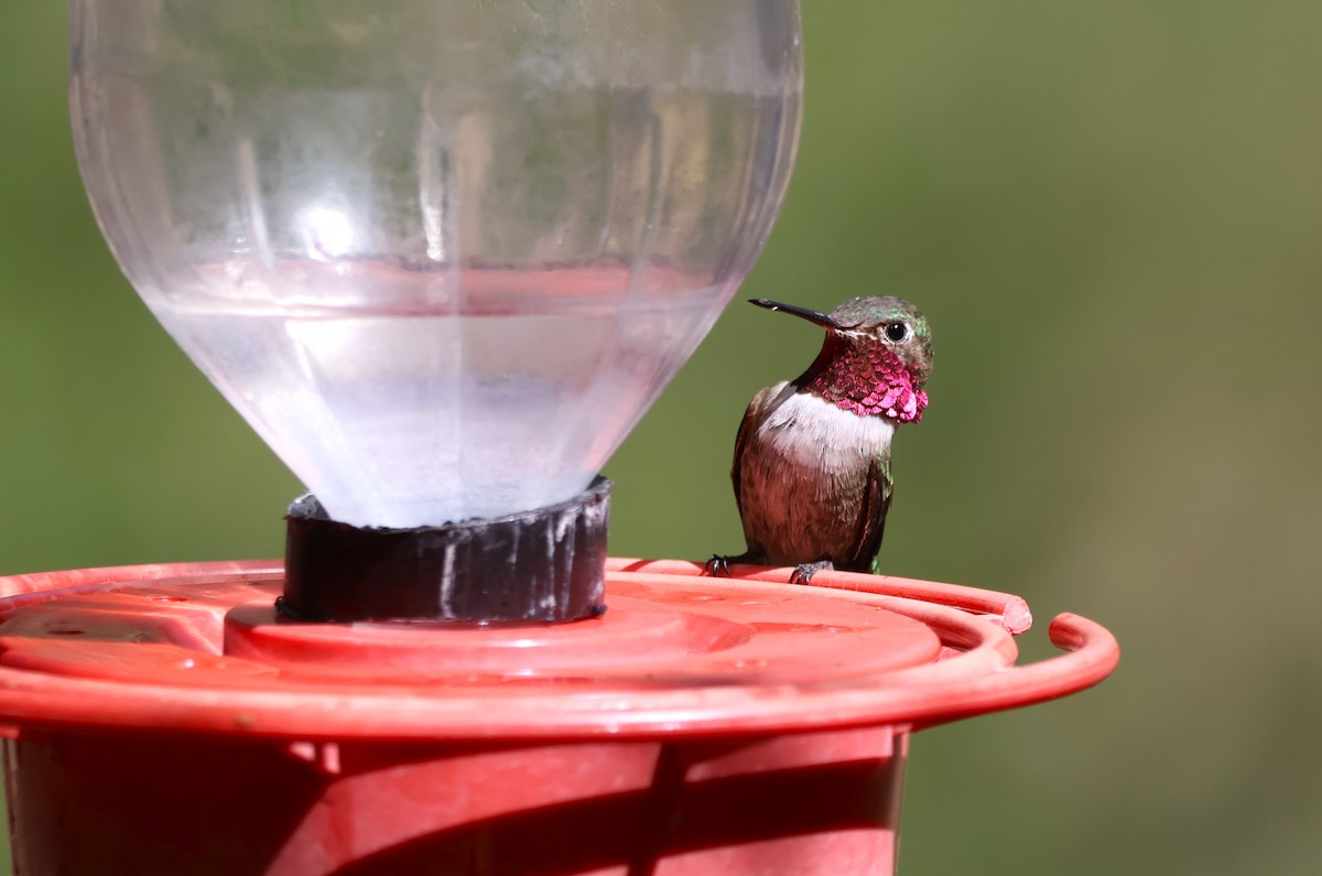 Broad-tailed Hummingbird - Tricia Vesely