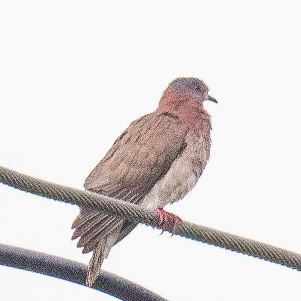 Pale-vented Pigeon - Liling Warren