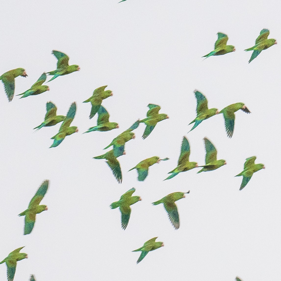 Orange-chinned Parakeet - Liling Warren