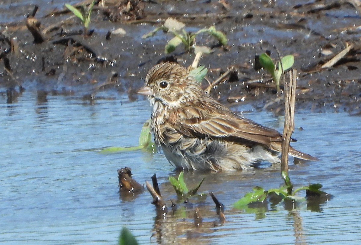 Vesper Sparrow - ML619642101