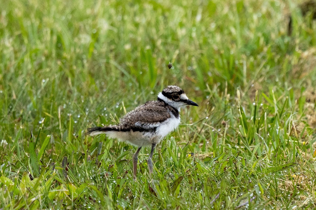 Killdeer - Stinky Bird