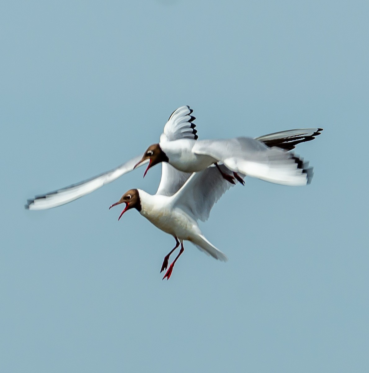 Black-headed Gull - Boris Okanović