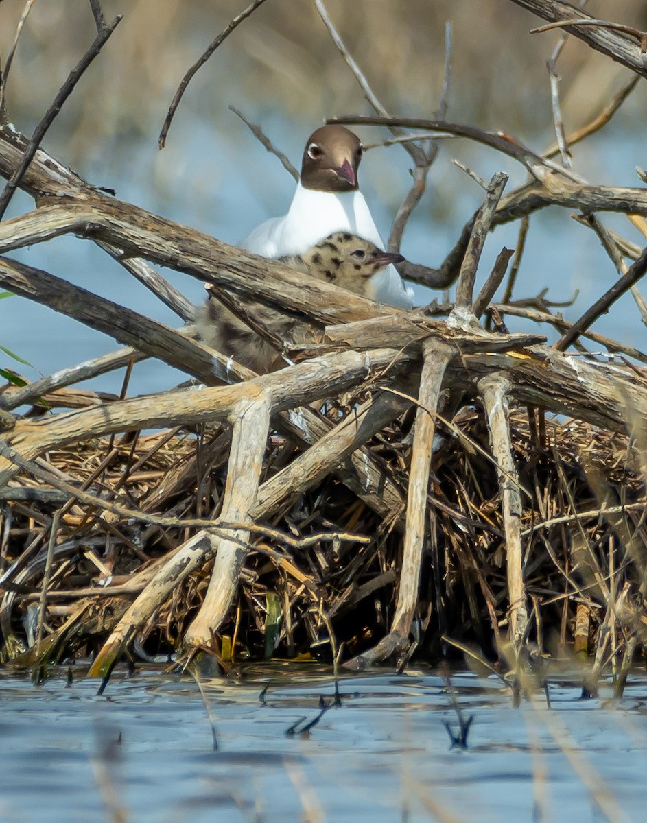 Black-headed Gull - Boris Okanović