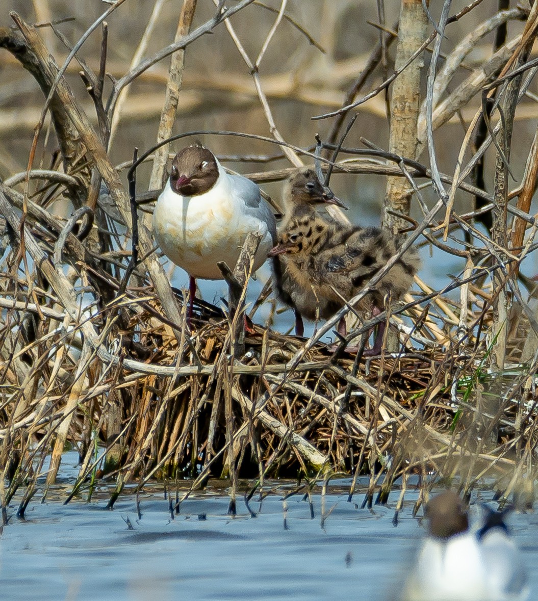 Black-headed Gull - ML619642116