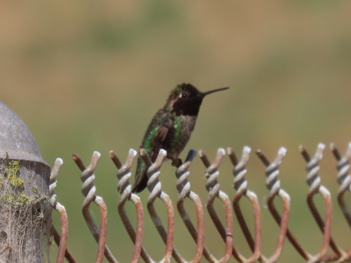 Anna's Hummingbird - Mike Shafto