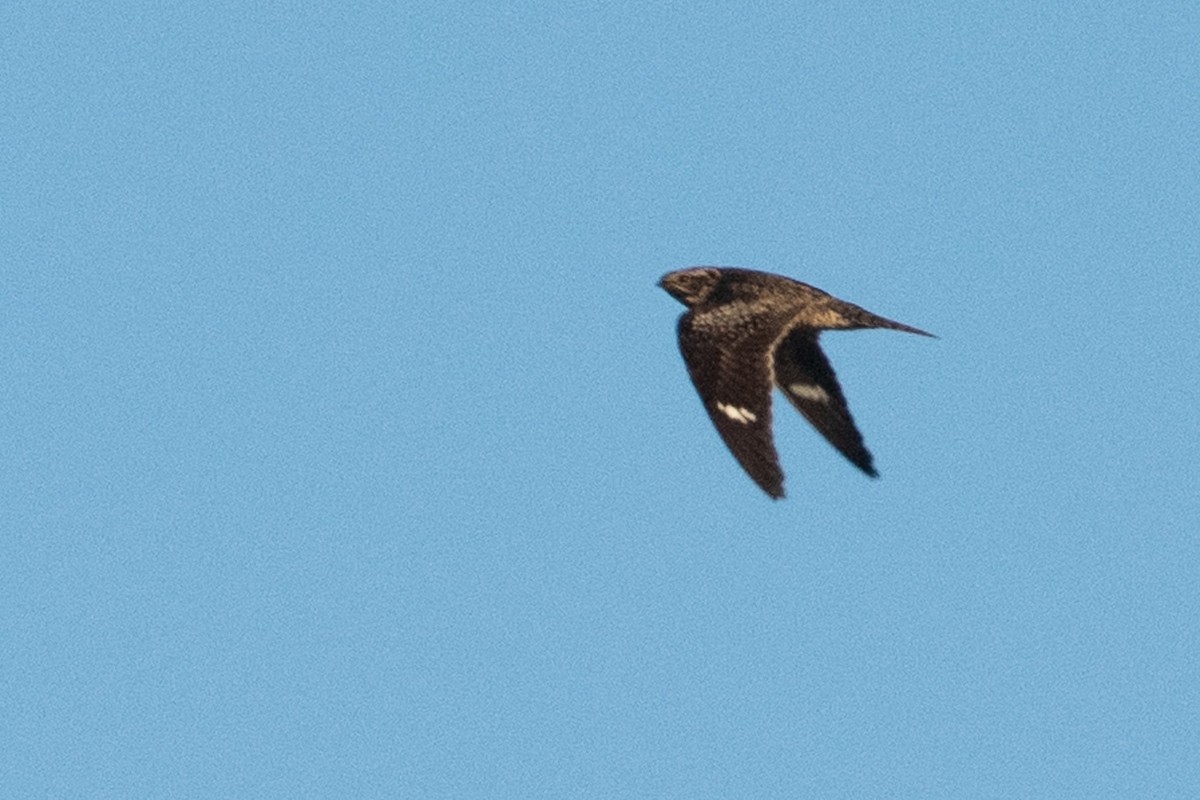 Common Nighthawk - Liz Klinger