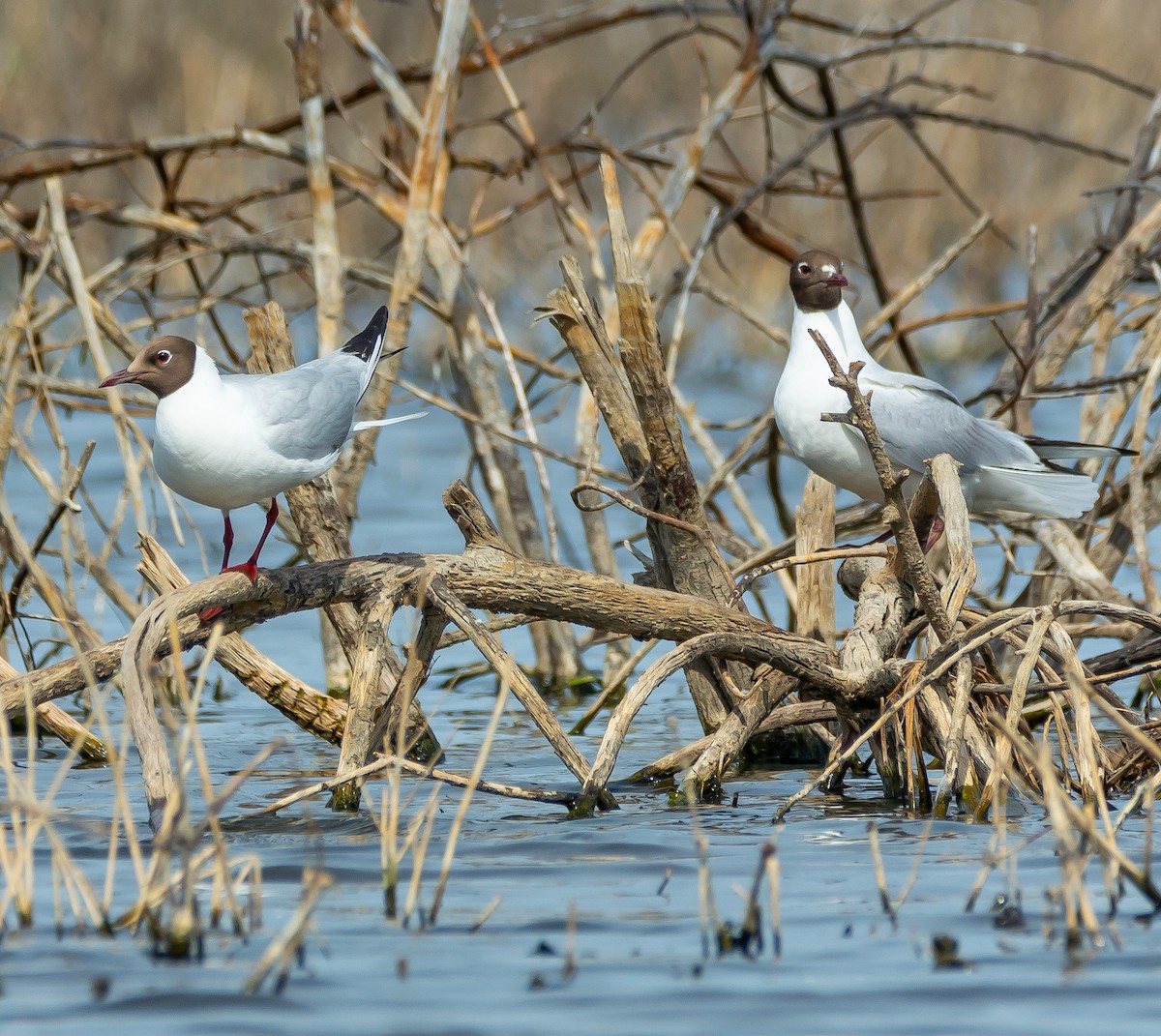 Mouette rieuse - ML619642123