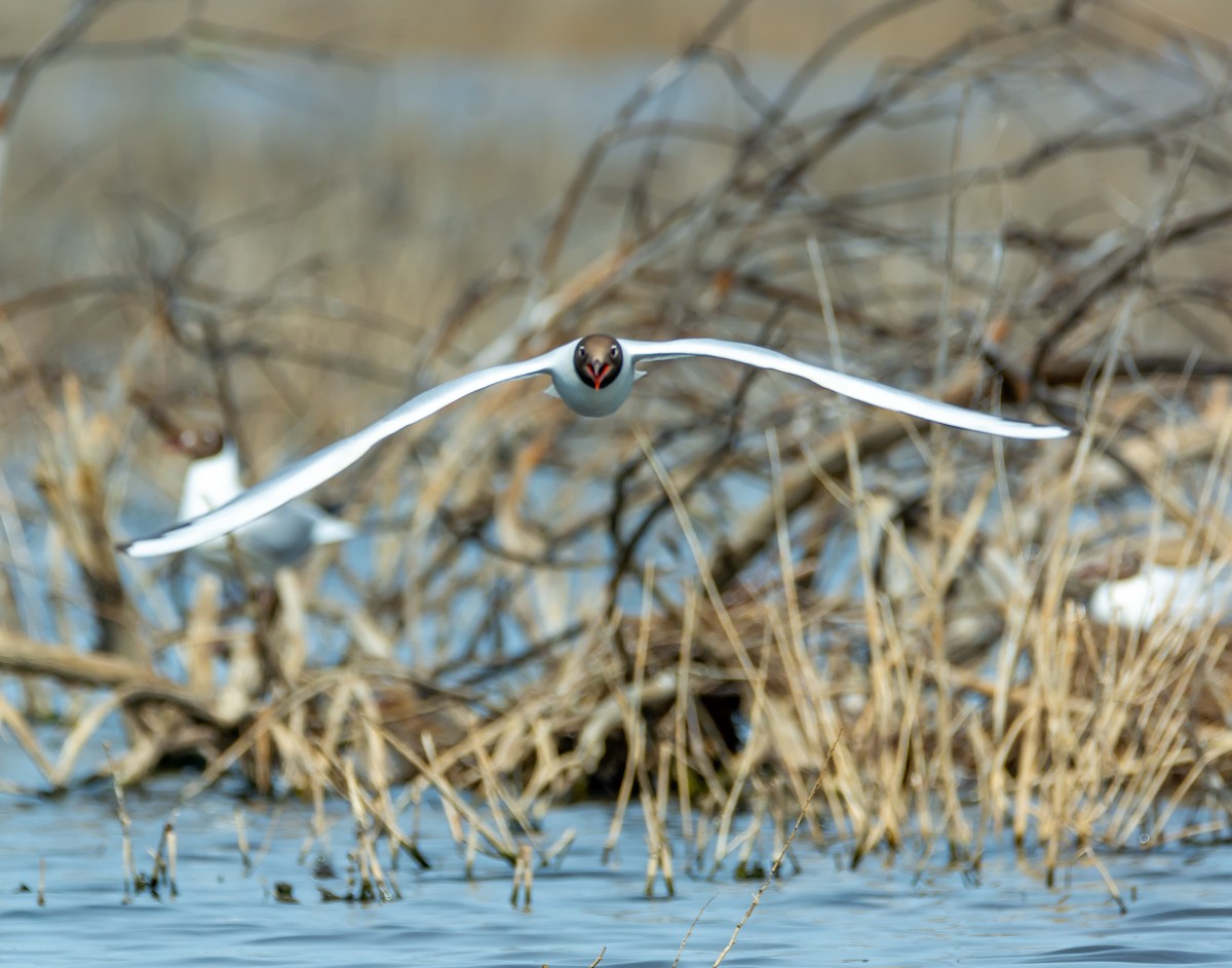 Black-headed Gull - ML619642128