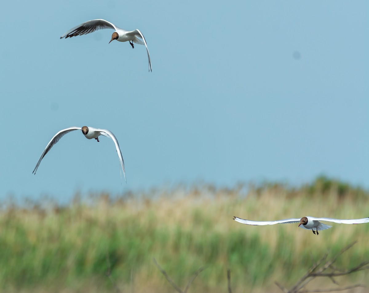 Mouette rieuse - ML619642129