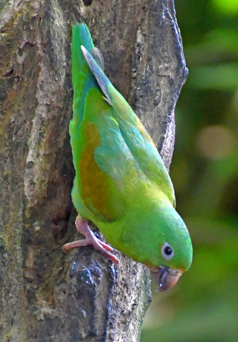 Orange-chinned Parakeet - Edward Clark