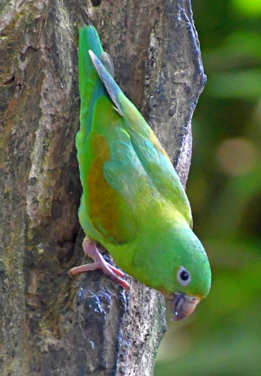 Orange-chinned Parakeet - ML619642132