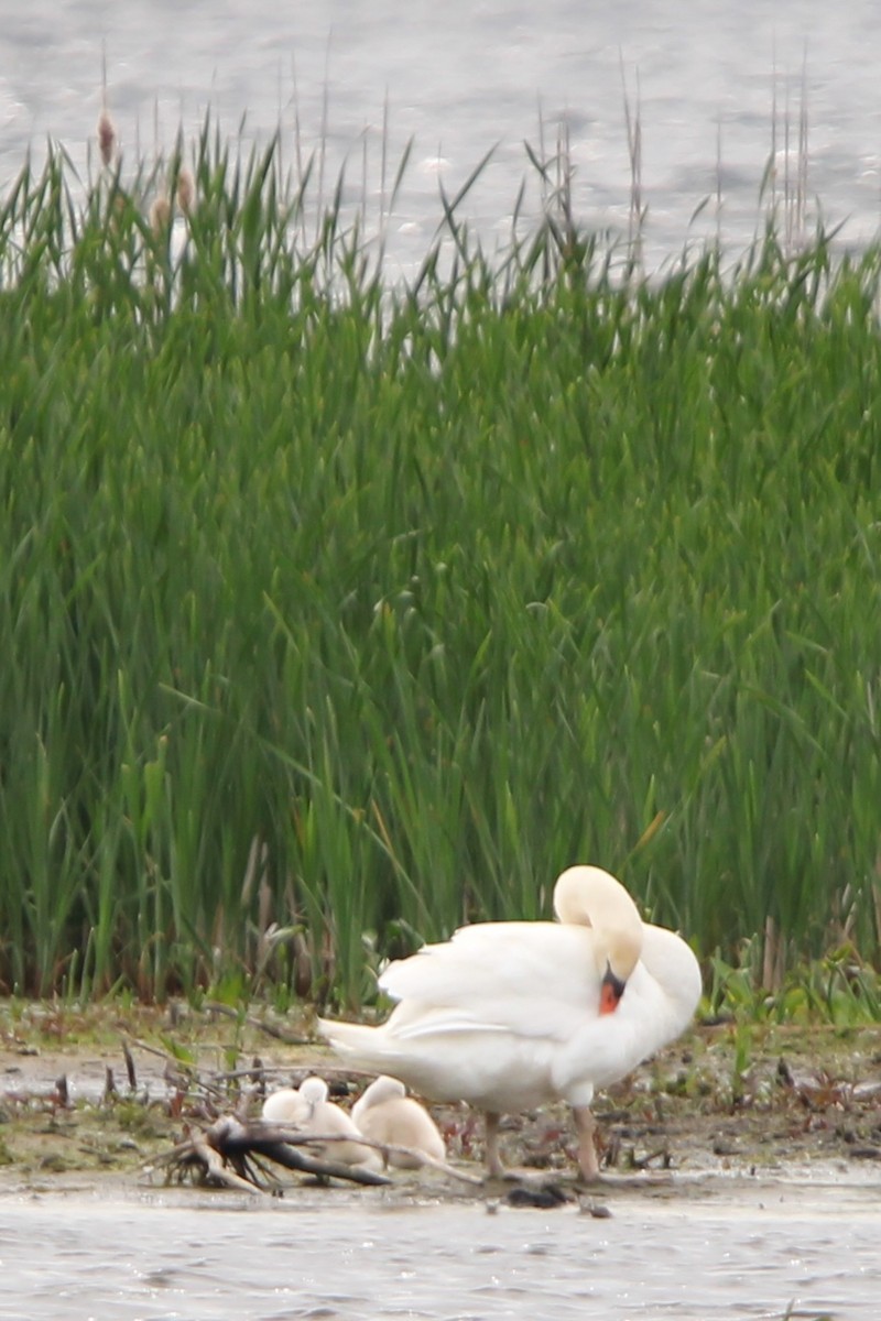 Mute Swan - Toni Van Wesep