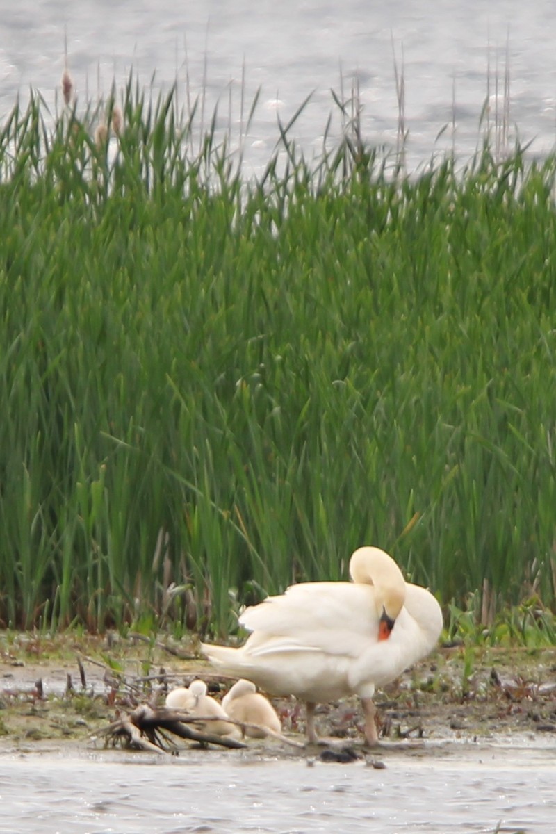 Mute Swan - Toni Van Wesep