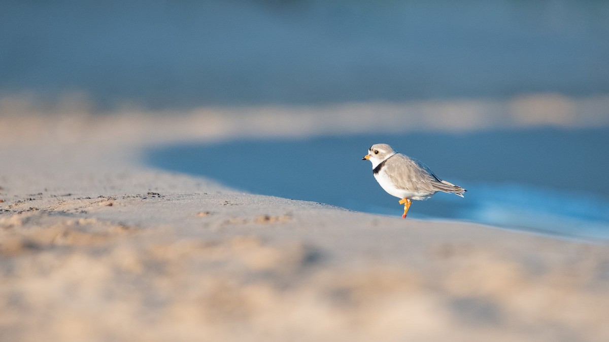 Piping Plover - Liz Klinger