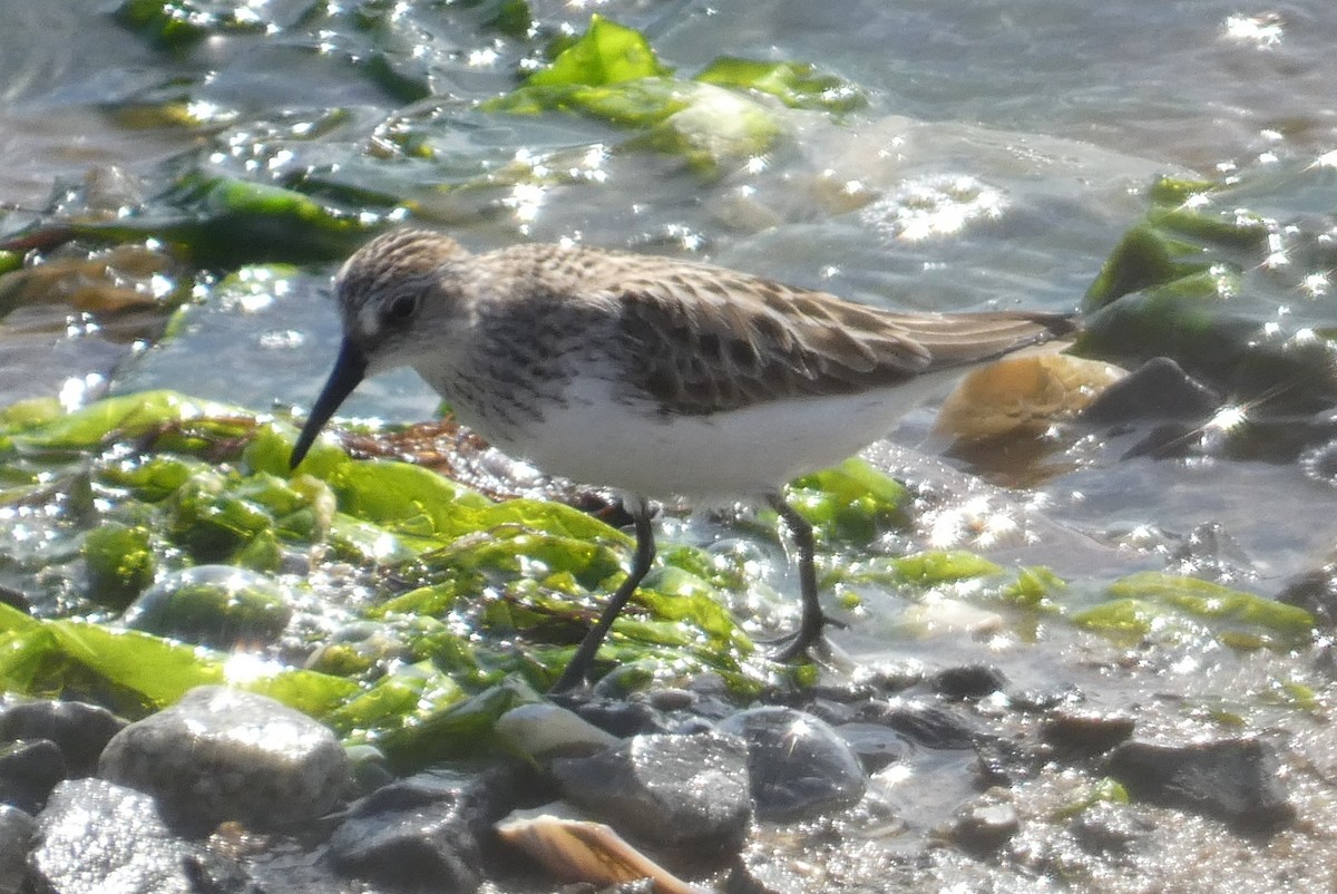 Semipalmated Sandpiper - ML619642138