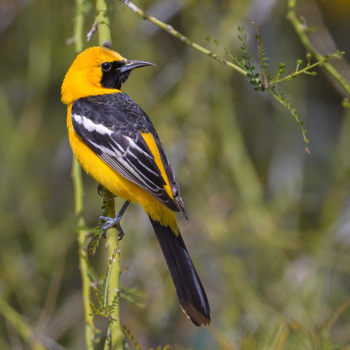 Hooded Oriole - Sean Crockett