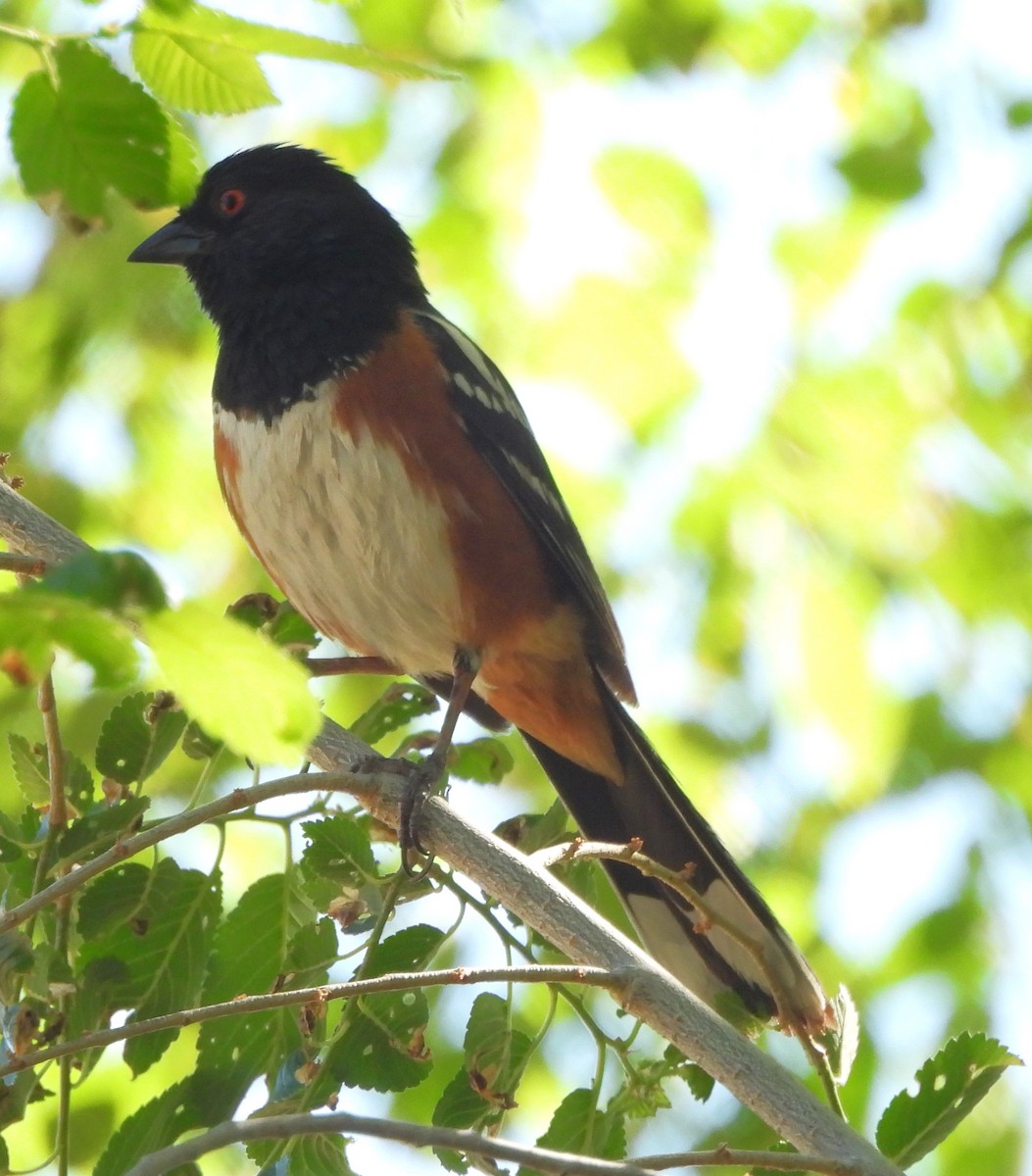Spotted Towhee - ML619642144