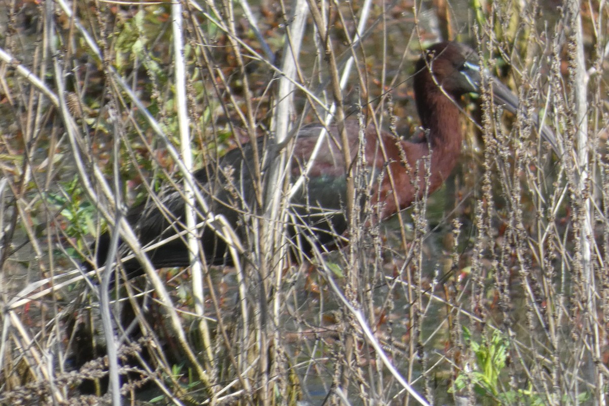 Glossy Ibis - ML619642148