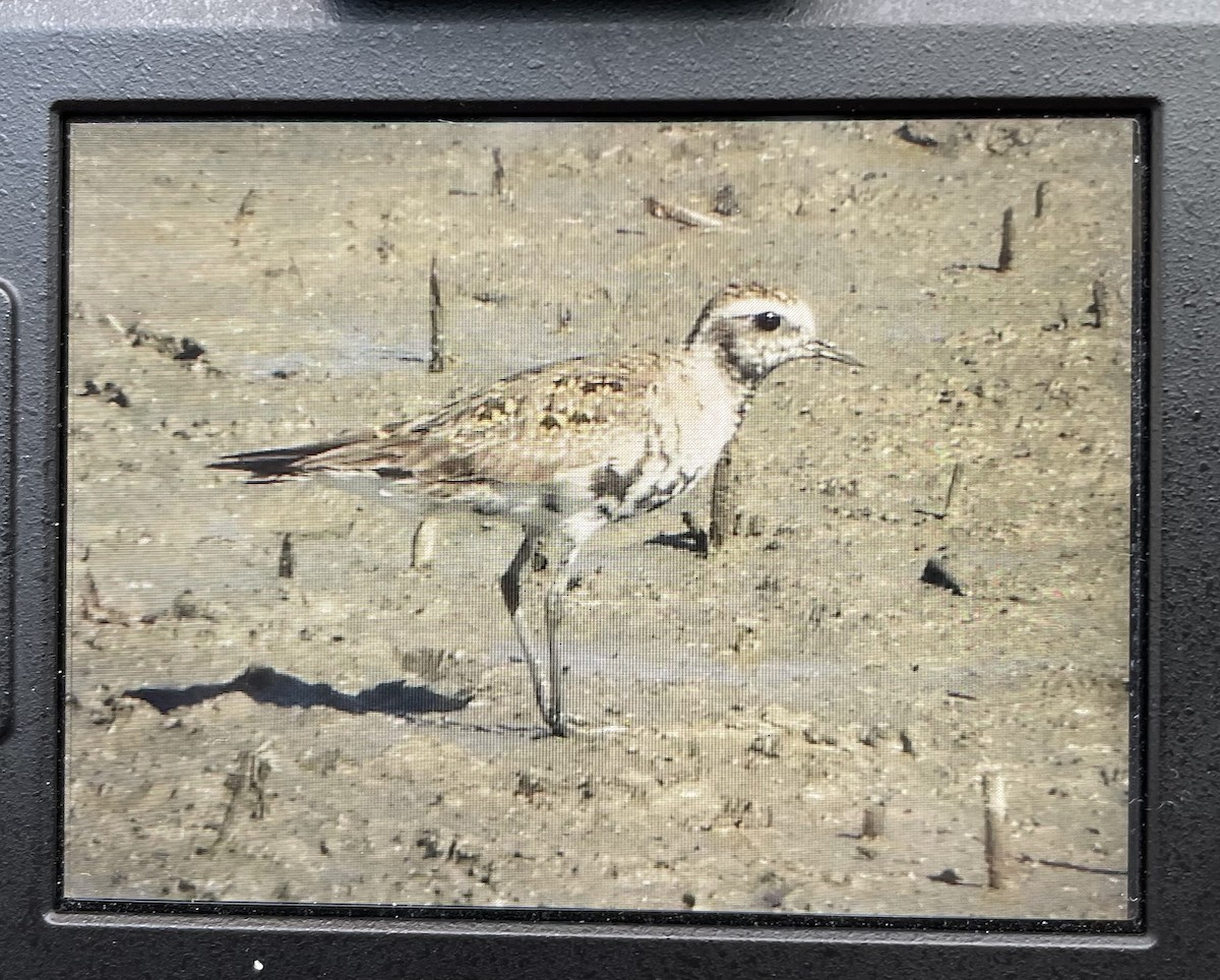 American Golden-Plover - ML619642152