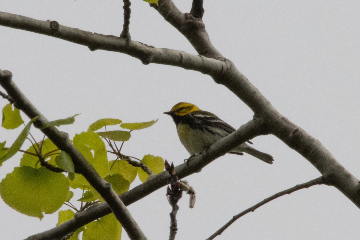 Black-throated Green Warbler - Liz Klinger