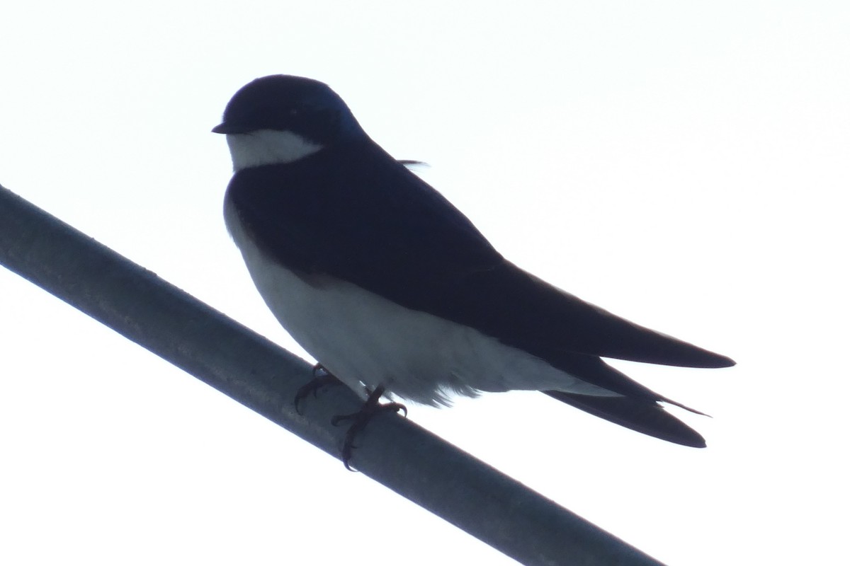 Tree Swallow - ML619642157