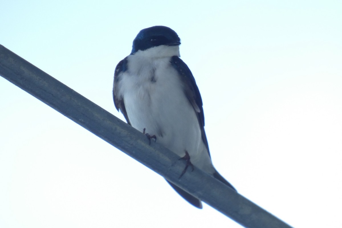 Tree Swallow - ML619642158