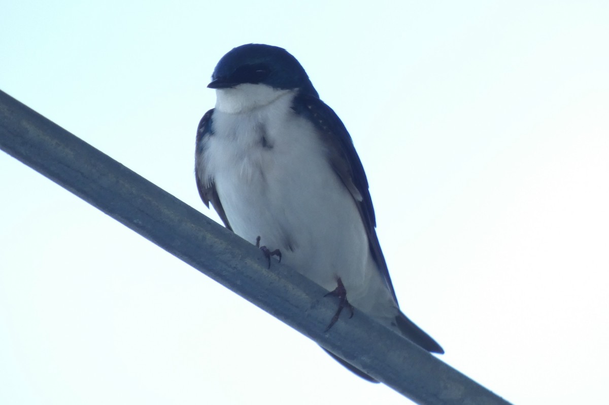 Tree Swallow - ML619642159