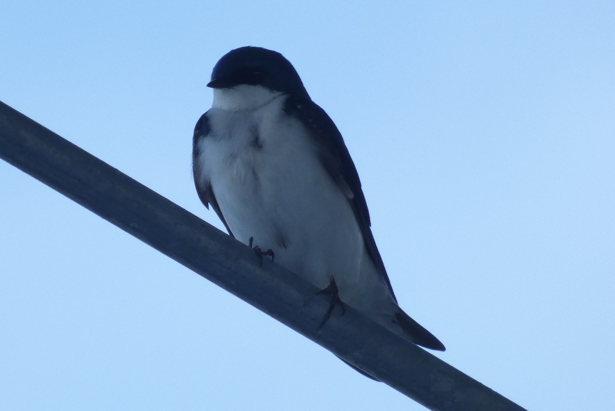 Tree Swallow - ML619642160