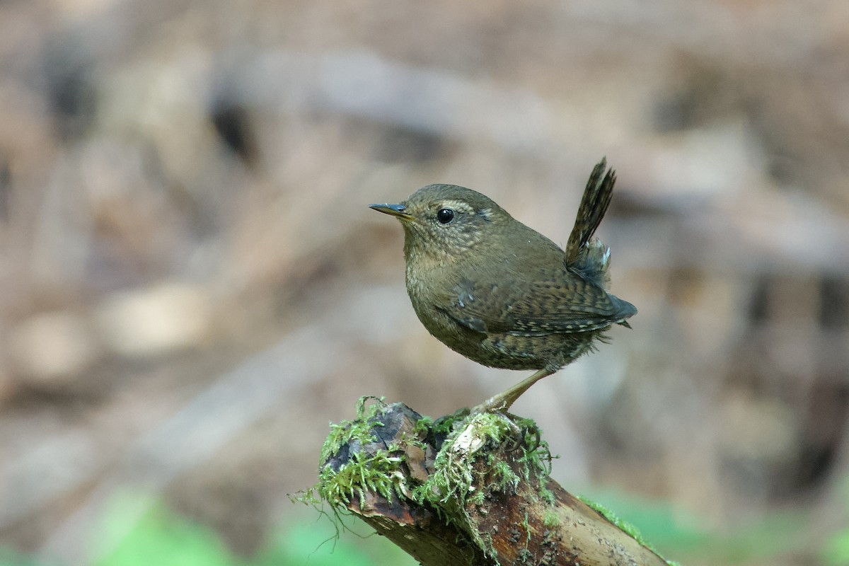 Pacific Wren - Craig Robson