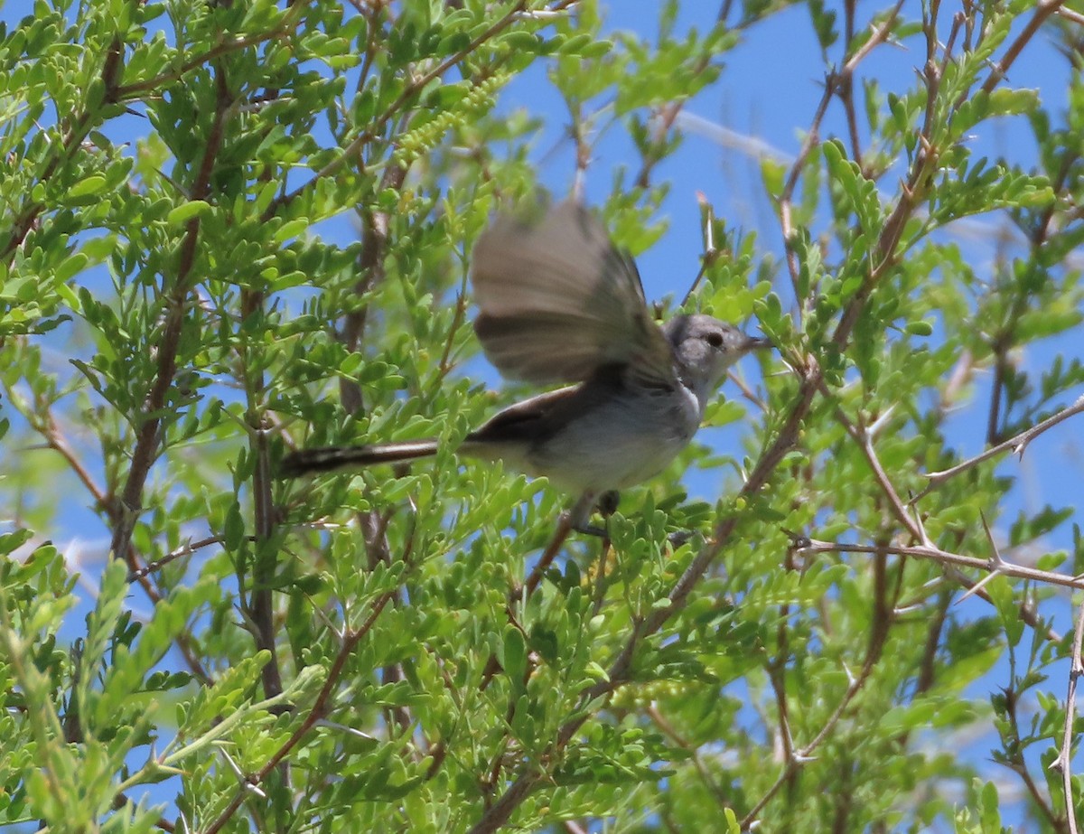 Black-tailed Gnatcatcher - ML619642170