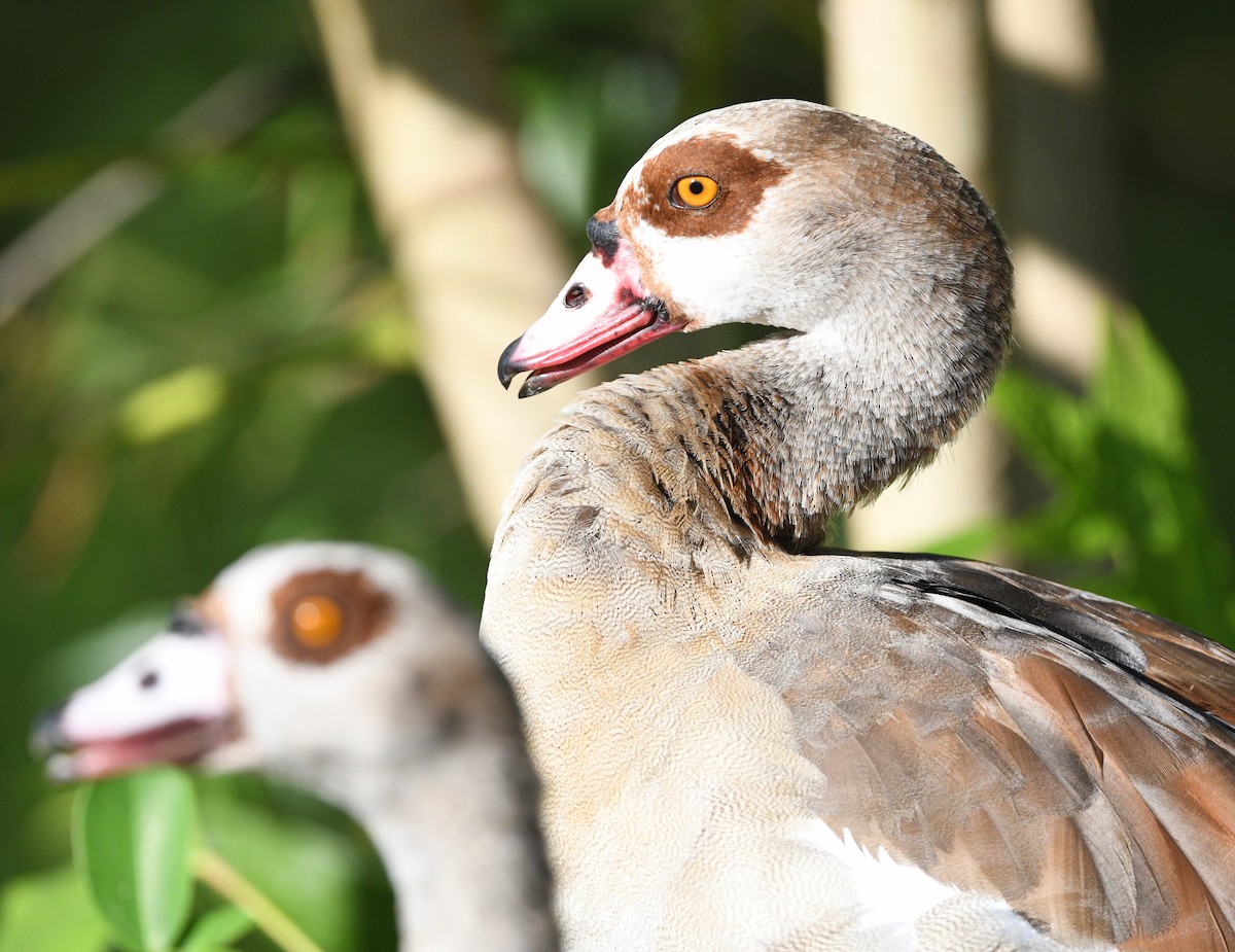 Egyptian Goose - Elizabeth Hawkins