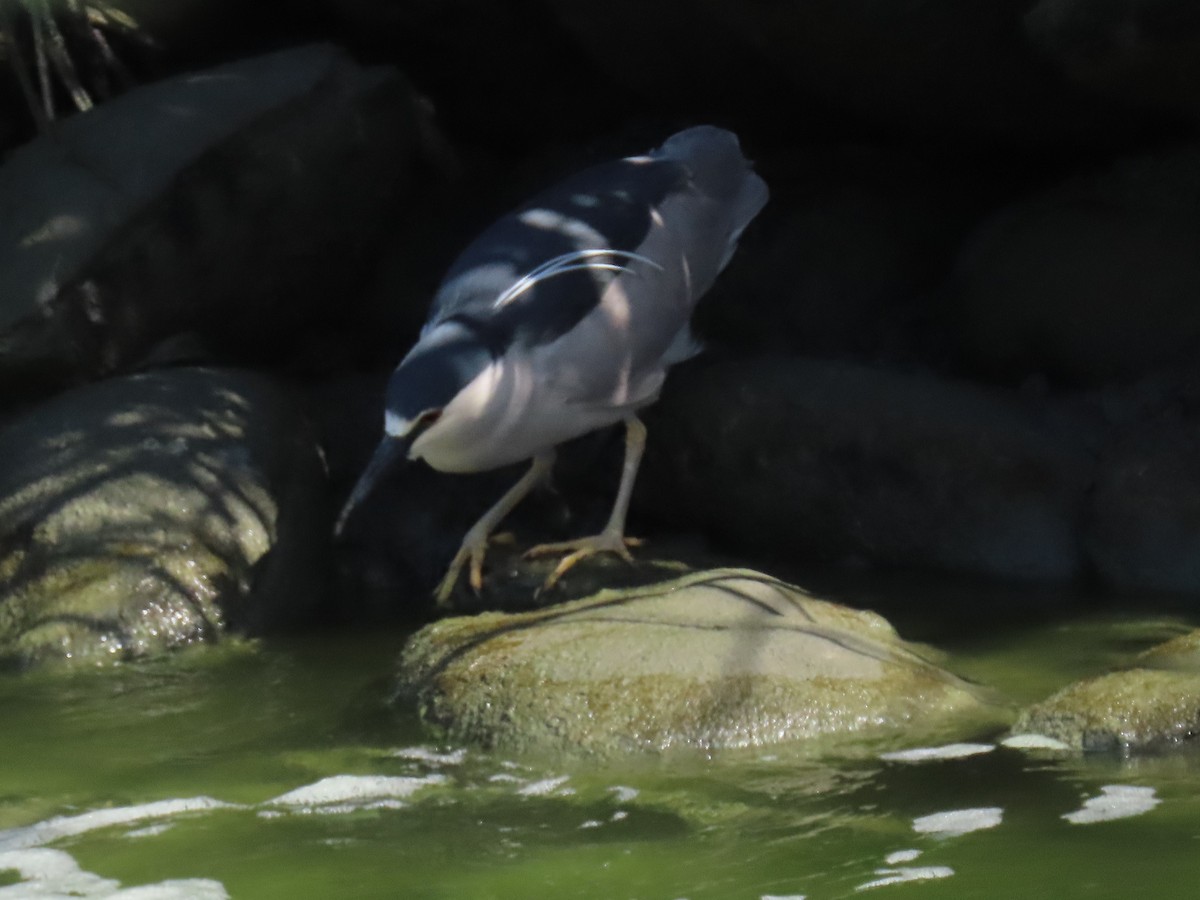 Black-crowned Night Heron - ML619642178