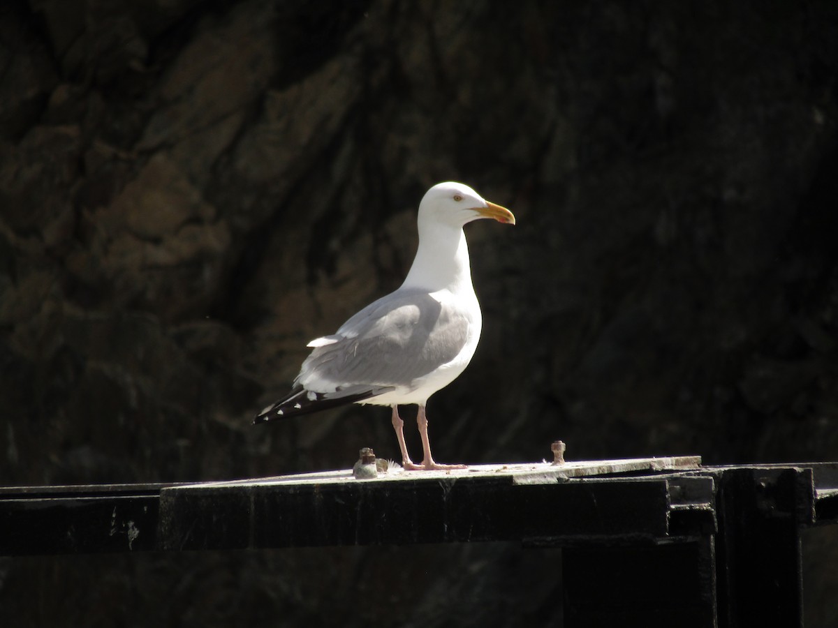 Herring Gull - Ian Murdoch