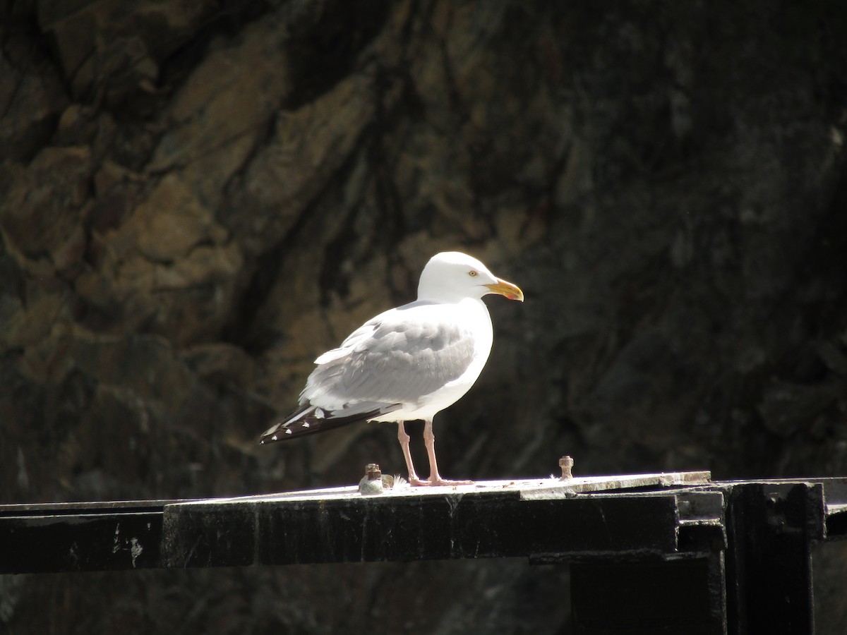 Herring Gull - Ian Murdoch