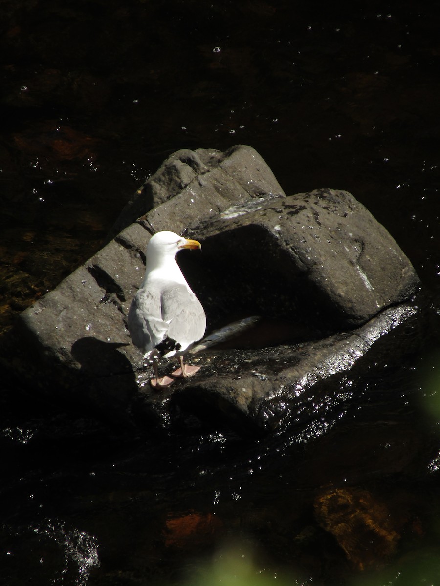 Herring Gull - Ian Murdoch