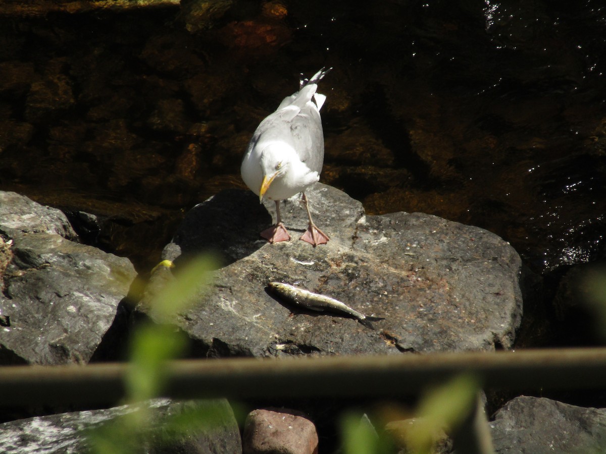 Herring Gull - Ian Murdoch