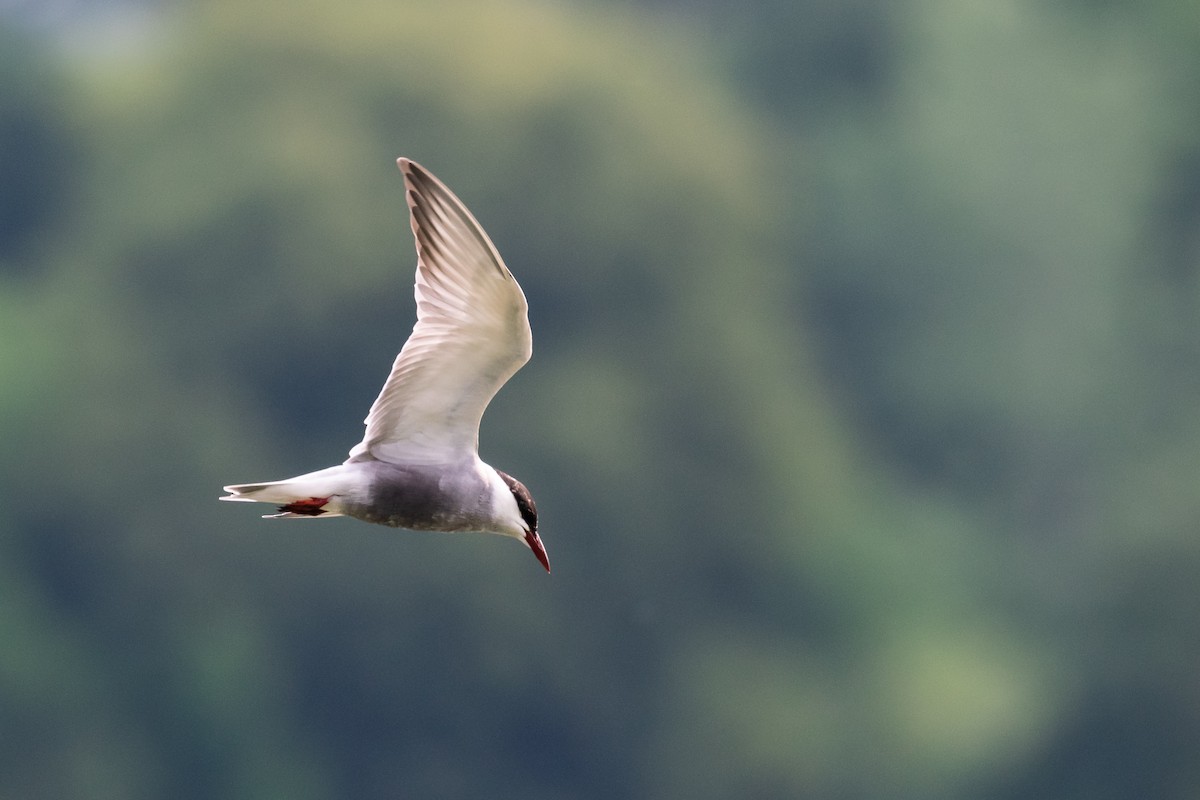 Whiskered Tern - ML619642197