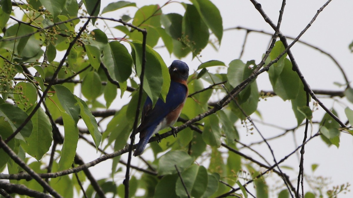 Eastern Bluebird - ML619642199