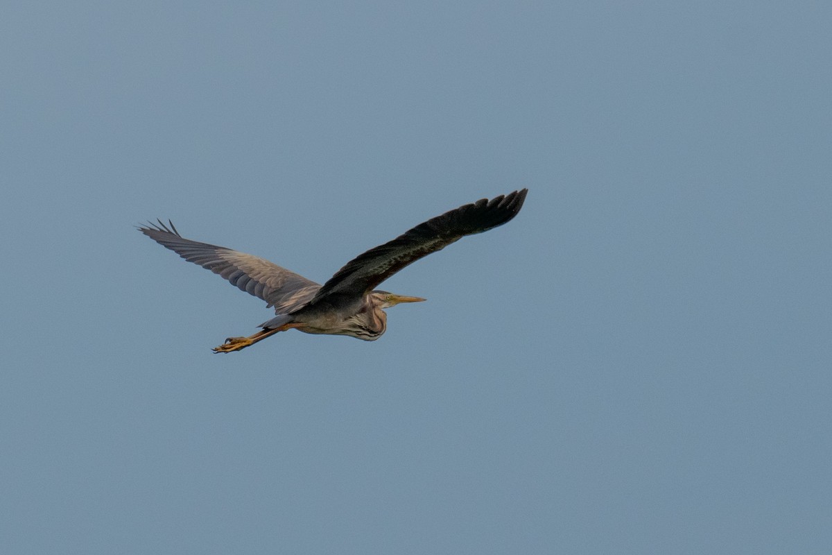 Purple Heron - František Suchý