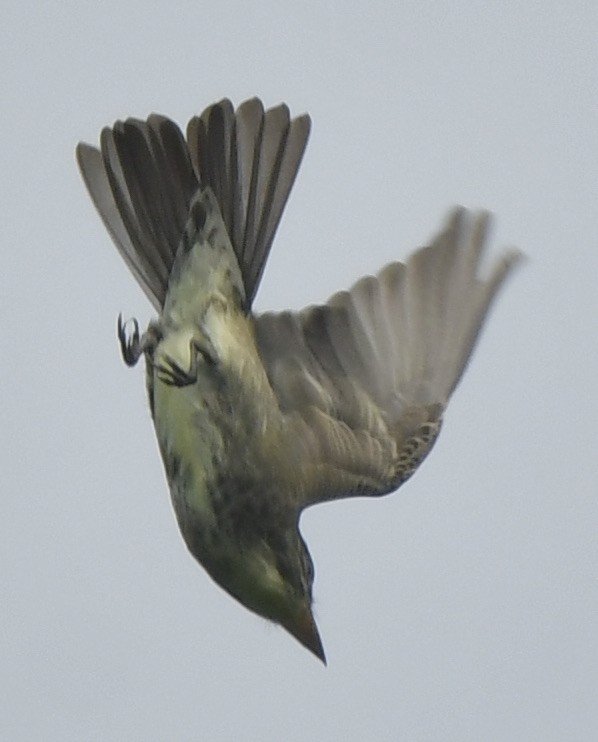 Olive-sided Flycatcher - Suzanne Sullivan